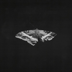 To Pimp A Butterfly (2LP)
