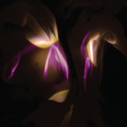 Before The Last Light Is Blown (LP)