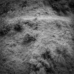 Animal Poem (LP)