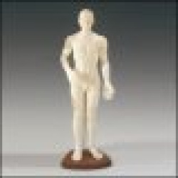 Acupuncture Teaching Model Female