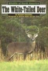 White Tailed Deer