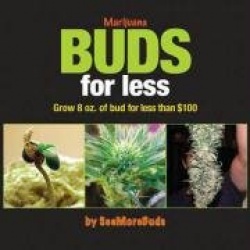 Marijuana Buds for Less