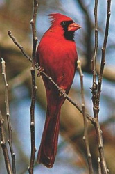Cardinal Lovers Journal - Journal with Blank Lined Pages with Some Blank Areas for Sketching