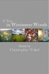 A Year In Weetamoo Woods