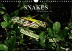 SNAKES / UK-Version (Wall Calendar 2018 DIN A4 Landscape)