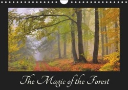 The Magic of the Forest 2019 - Different types of forests in the course of the year