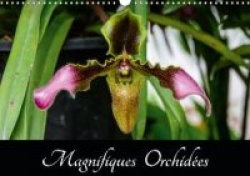 Magnifiques Orchidées (Calendrier mural 2020 DIN A3 horizontal)
