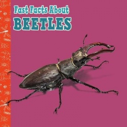Fast Facts About Beetles