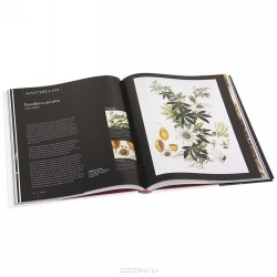 Botany for the Artist - An Inspirational Guide to Drawing Plants