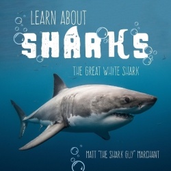 Learn About Sharks - The Great White Shark