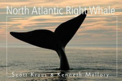 Disappearing Giants - The North Atlantic Right Whale