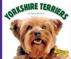 Yorkshire Terriers