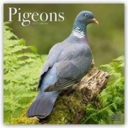 Pigeons - Tauben 2020