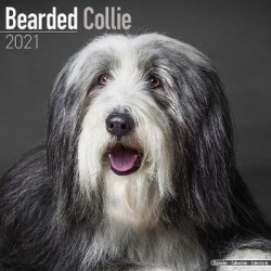 Bearded Collies 2021 - 18-Monatskalender mit freier DogDays-App