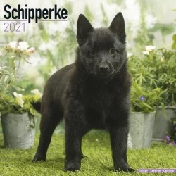Schipperke 2021 Wall Calendar