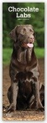Chocolate Labrador Retrievers - Braune Labradore 2020