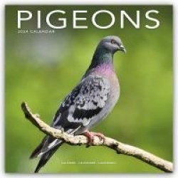 Pigeons - Tauben 2024 - 16-Monatskalender