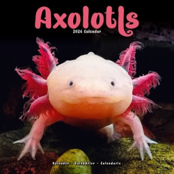 Axolotls - Mexikanischer Schwanzlurch 2024 - 16-Monatskalender