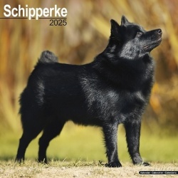 Schipperke 2025 - 16-Monatskalender
