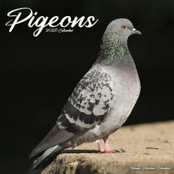 Pigeons - Tauben 2025 - 16-Monatskalender