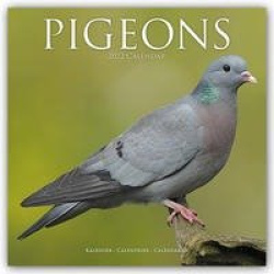 Pigeons - Tauben 2022