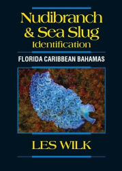Nudibranch&Sea Slug Identification - Florida Caribbean Bahamas