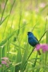 Indigo Bunting Blank Journal