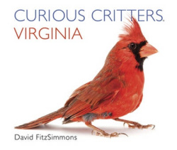 Curious Critters Virginia