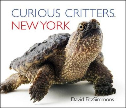 Curious Critters New York