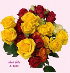 She's Like A Rose