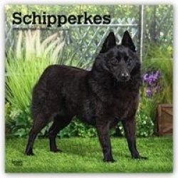 Schipperkes 2019 Square Wall Calendar