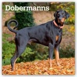 Dobermanns International Edition 2019 Square Wall Calendar