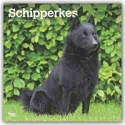 Schipperkes 2020 Square