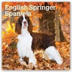 English Springer Spaniels 2021 Square