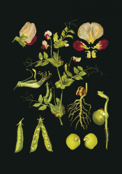 Muistikirja peltoherne (sisus viivat)