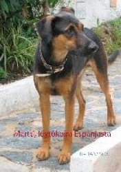 Martti, löytökoira espanjasta