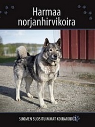 Harmaa norjanhirvikoira