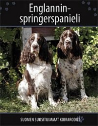 Englanninspringerspanieli