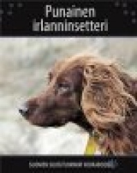 Punainen irlanninsetteri