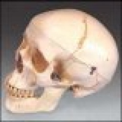 Numbered Human Skull