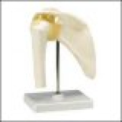 Functional Shoulder Joint (Right)