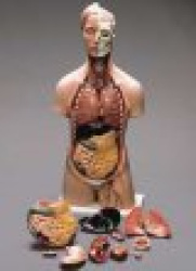 Classic Sexless Torso