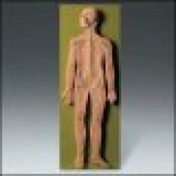 Nervous System Model
