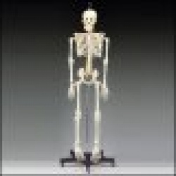 Budget Bart Skeleton