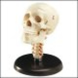 Budget Skull w/Cervical Vertebrae