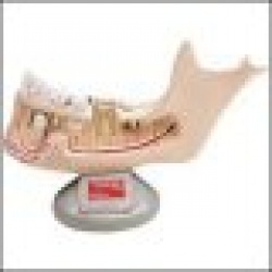 Deluxe Jaw w/Removable Teeth