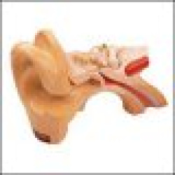 Functional Human Ear Model