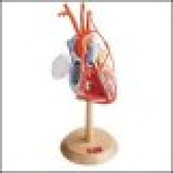Heart of America w/Coronary Bypass