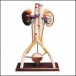 Hands-On Urinary System Model