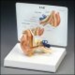 Life-Size Ear Model
